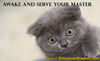 Serve me