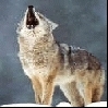 wolf!houuuuuuu:)