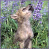 the first howl of Spring