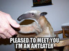 a friendly anteater