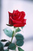 Red Rose for you
