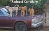 Red-Neck car alarm.