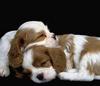 Cavalier Puppies