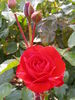 Red Rose from Kew Gardens