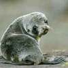 seal cutness
