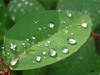 water drops on spring leaves