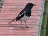 Magpie robin