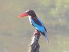 White-throated kingfisher