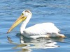 American white pelican