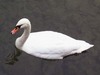 Mute swan