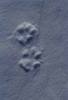 Wolf Tracks