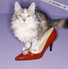 Some Red Party Shoes *purrr*