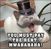 Landlord Cat demands rent