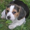 Baby Beagle