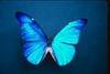 Blue butterfly