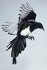 Magpie