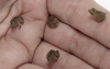 Plague of tiny frogs