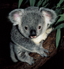 Pet Koala Bear