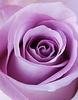 purple rose for my dear