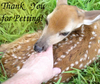 : Thank You for Petting!