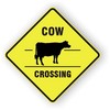 Cow Crossing