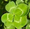 4-leaf clover for Good Luck