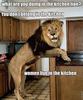 Silly Lion...