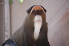 bearded monkey!!