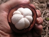 mangosteen for your health