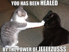 kitten healing