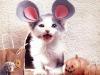 a cute mouse... meowww???