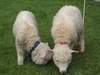 Baby Lambs