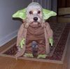 Yoda outfit