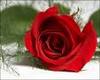 A Red Rose For You