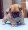 Chow Chow puppy