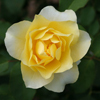 a Single yellow rose