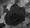 black rose