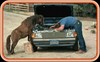 Mule-mechanic