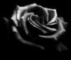 A black rose