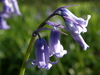 Bluebell