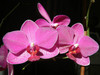 Orchids