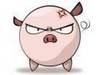 Angry Piglet!!