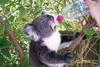 A thirsty Koala