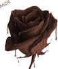 chocolate rose