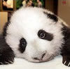 a sad panda