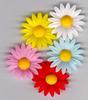 Coloured daisies