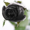 Black rose, the most noble rose