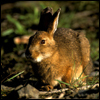 A Bunny for Chewing