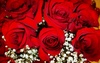 Roses for my lovely ♥