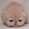 Cute cat 